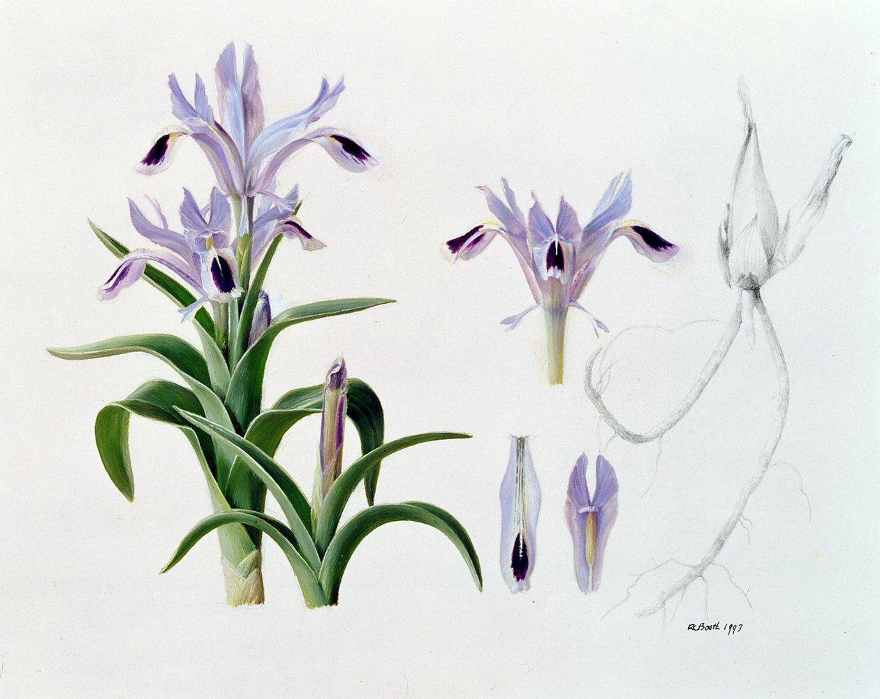 Iris Kuschakewiczii - Raymond Booth