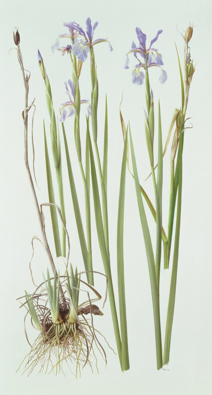 Iris Spuria - Raymond Booth