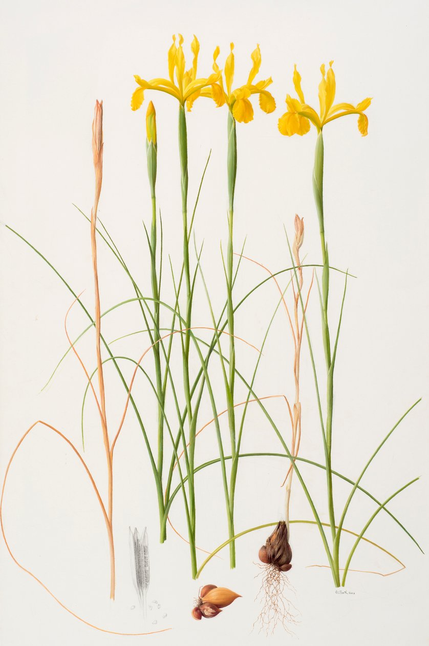 Iris spuria, 2002 (huile sur papier) - Raymond Booth