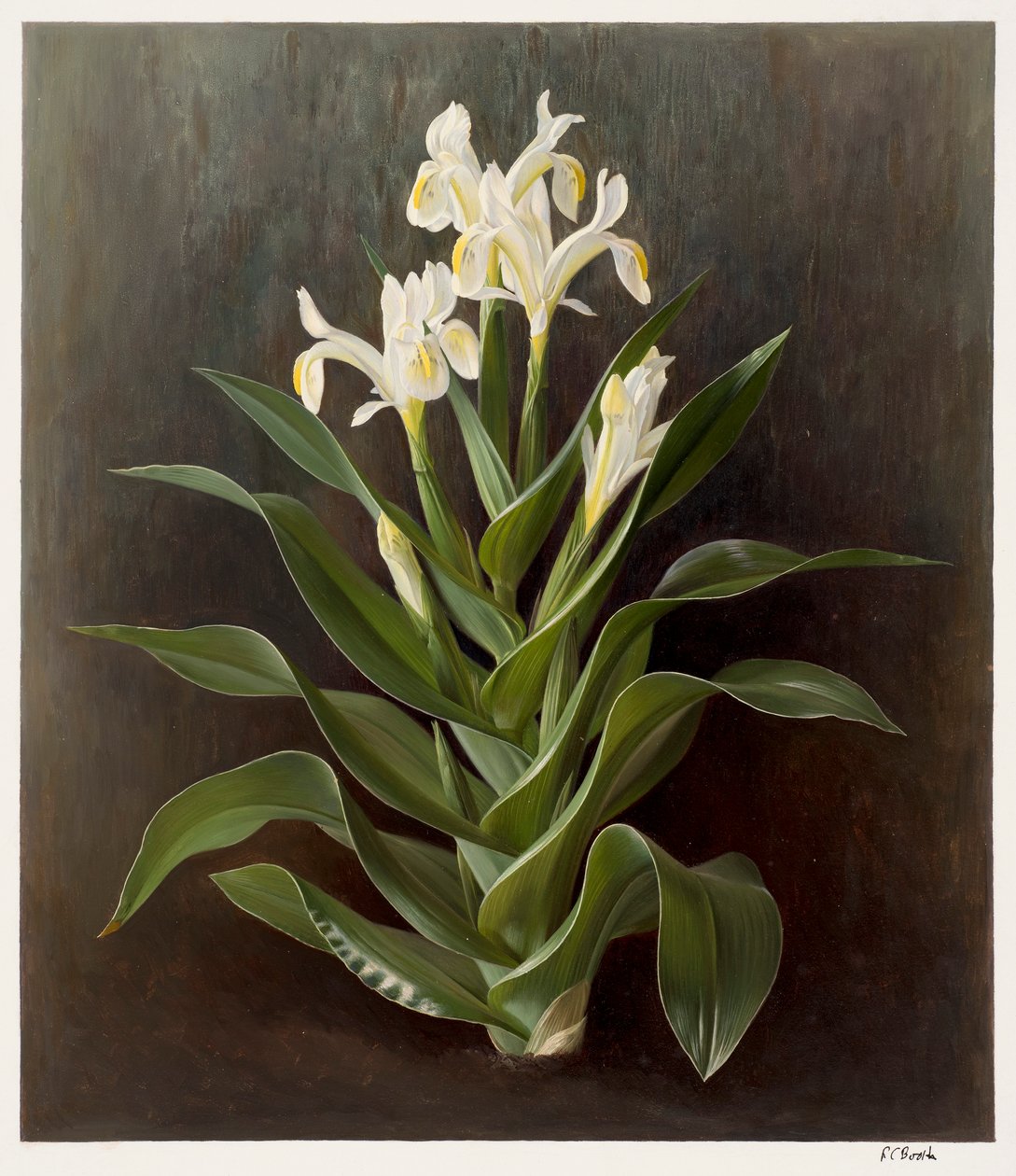 Iris willmottiana alba (huile sur papier) - Raymond Booth