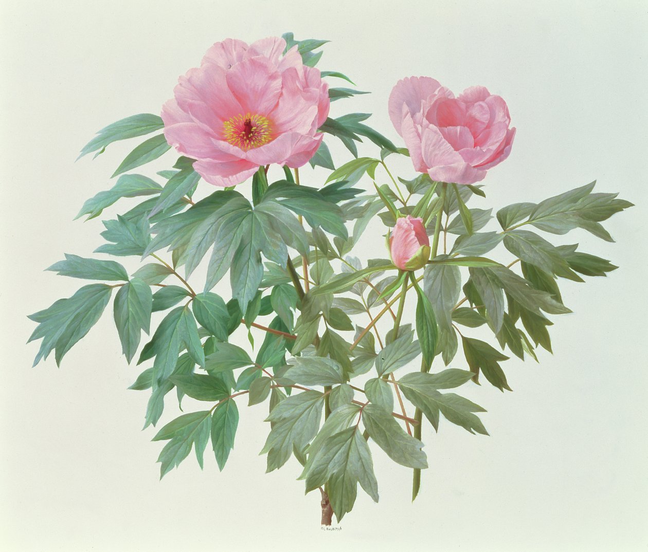 Pivoine japonaise - Raymond Booth