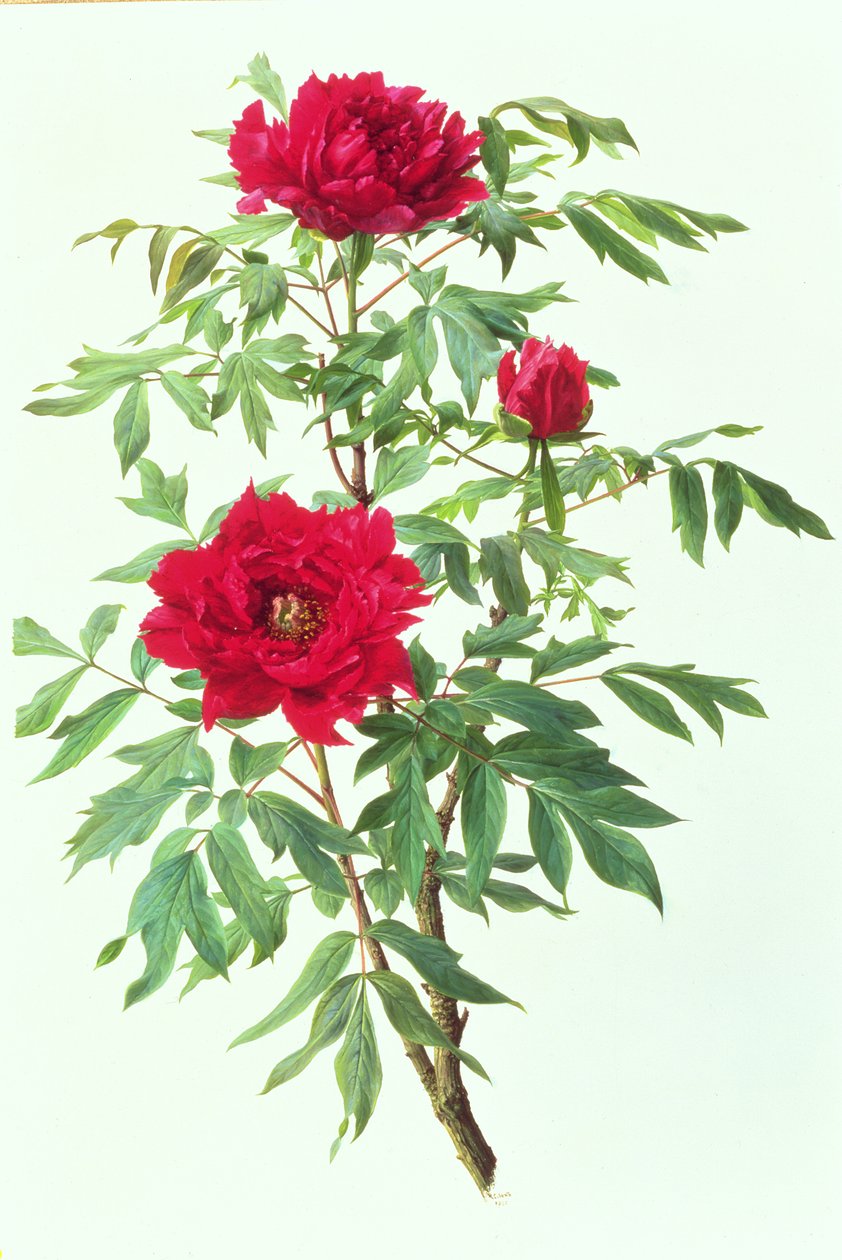 Pivoine japonaise - Raymond Booth