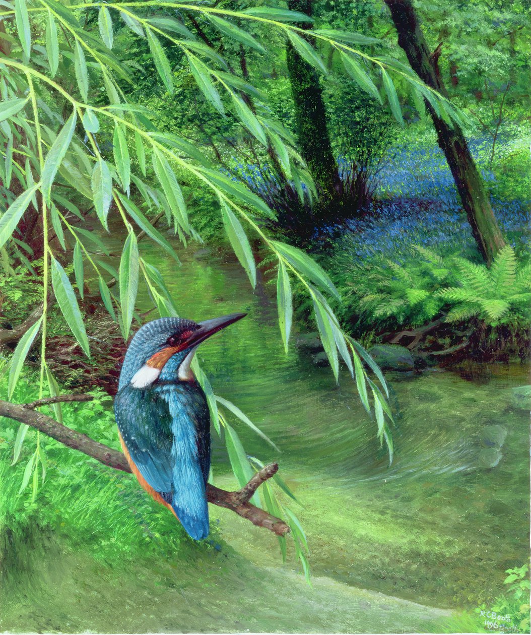 Martin-pêcheur - Raymond Booth