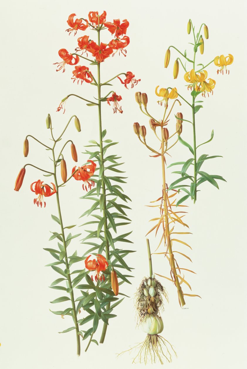 Lilium amabile - Raymond Booth