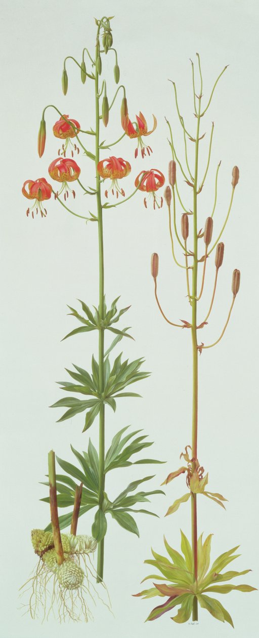 Lilium Pardalinum - Raymond Booth