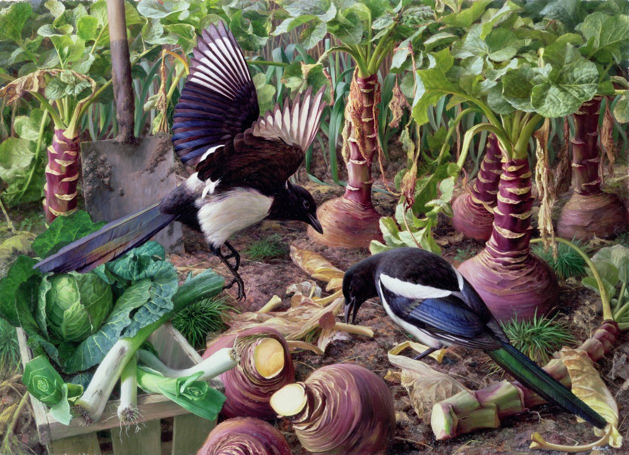 Les pies dans le jardin potager (planche) - Raymond Booth