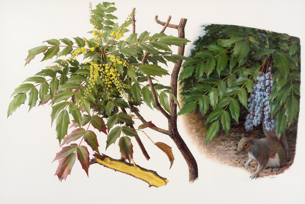 Mahonia japonica, 2008 (huile sur papier) - Raymond Booth