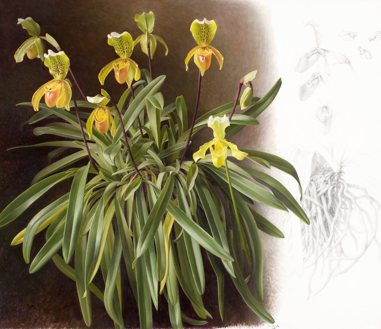 Orchidées - Raymond Booth