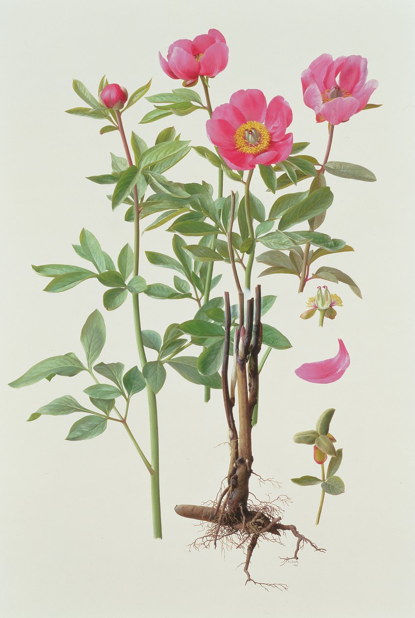 Arietina Paeonie - Raymond Booth