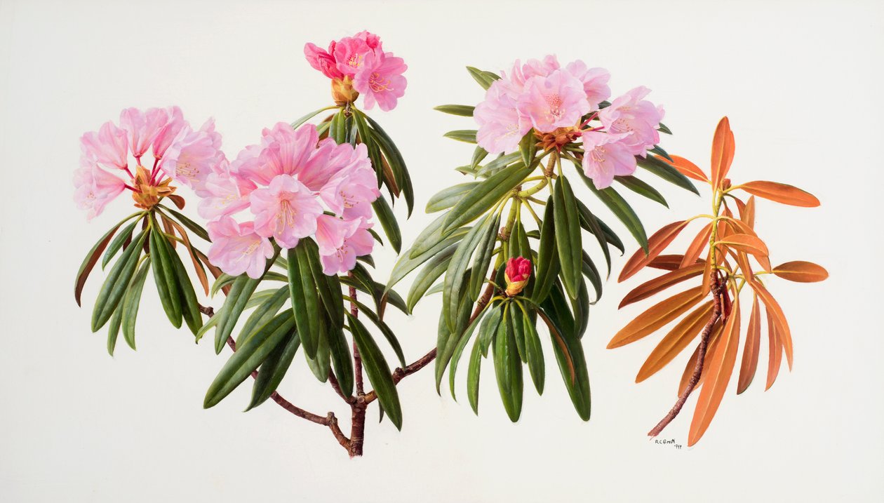 Rhododendrons - Raymond Booth