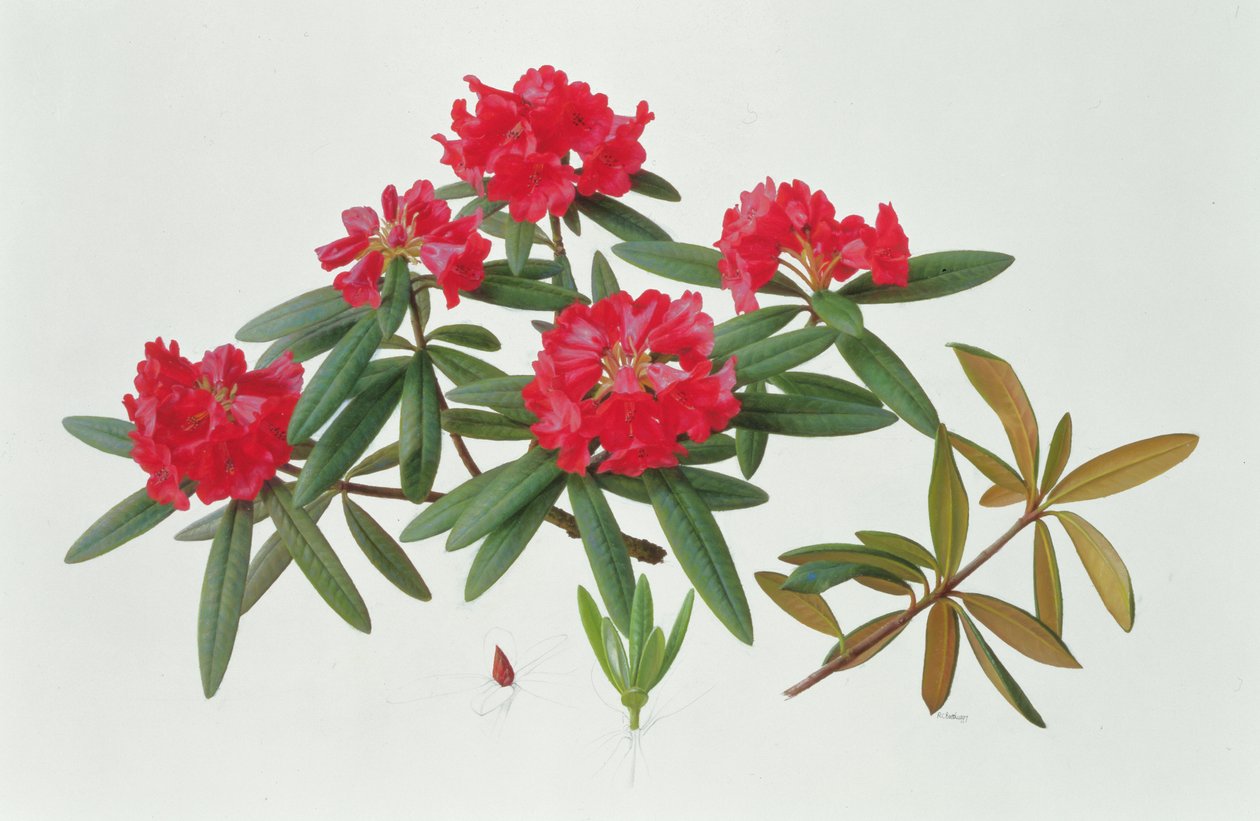 Rhododendron Microgynum - Raymond Booth