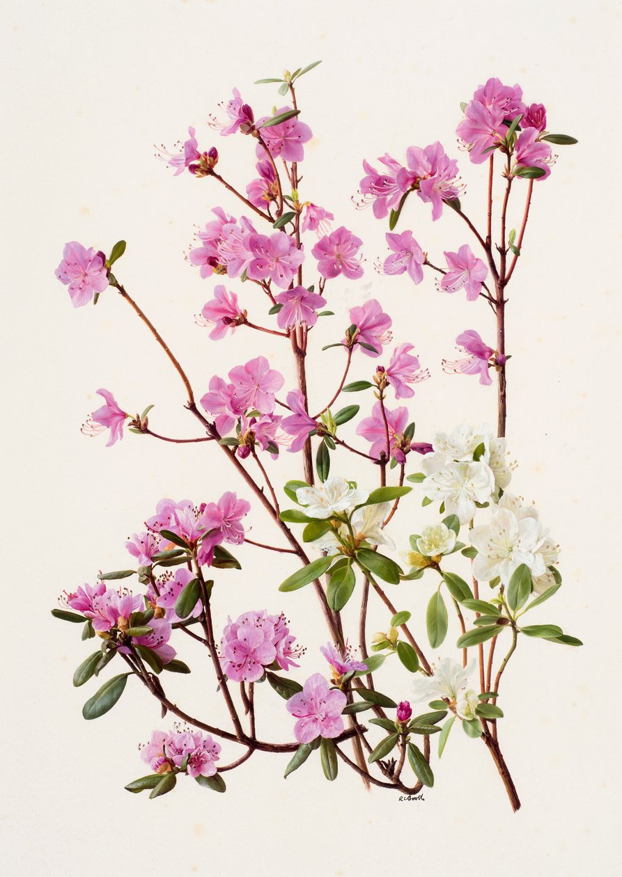 Rhododendron dauricum (huile sur papier) - Raymond Booth