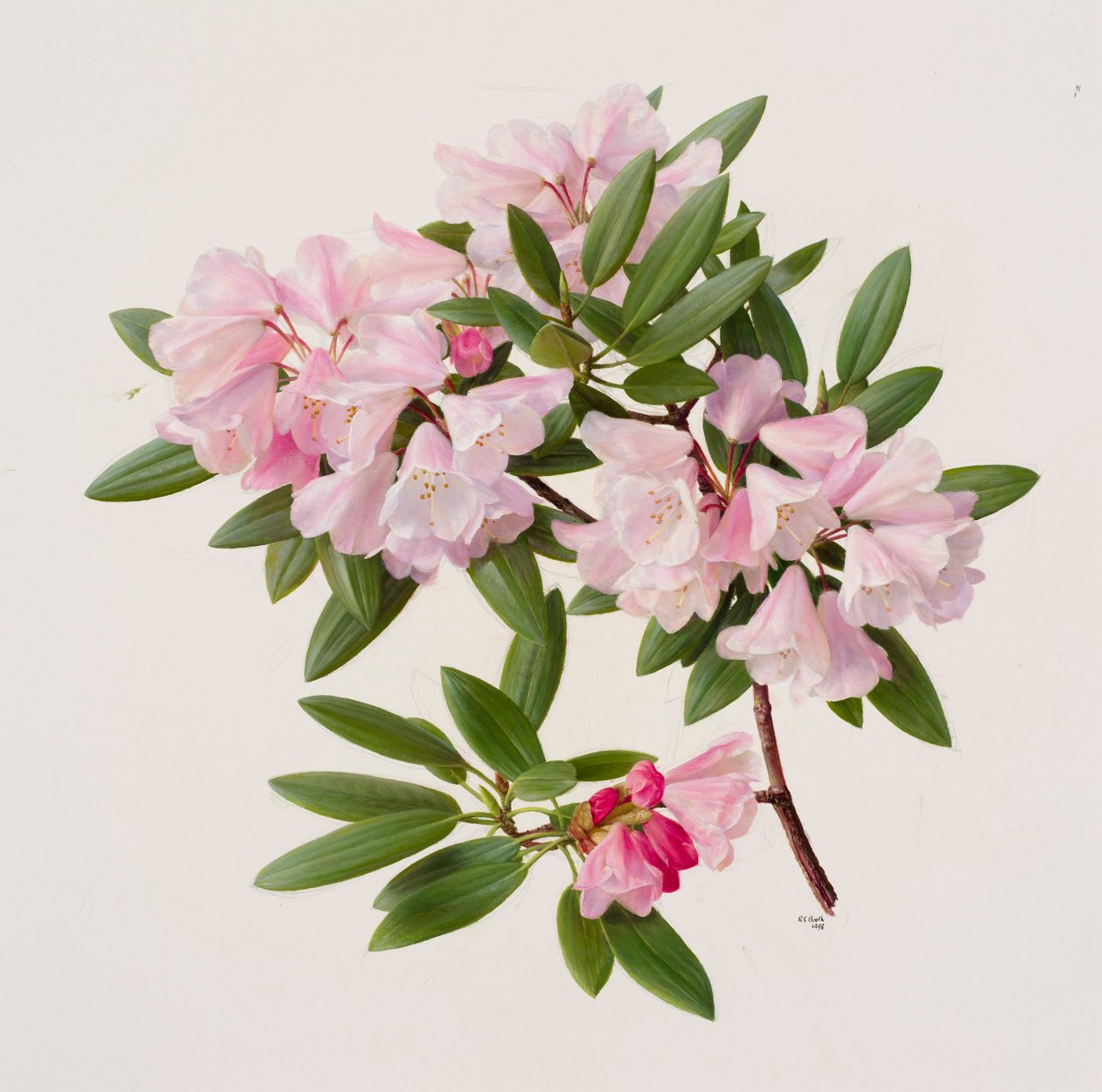 Rhododendron maculiferum anwheiense - Raymond Booth