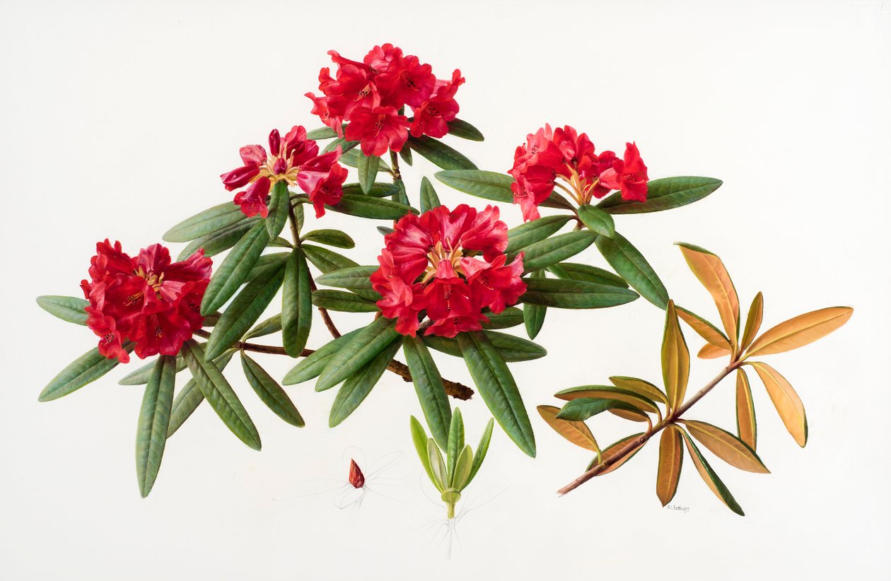 Rhododendron microgynum - Raymond Booth