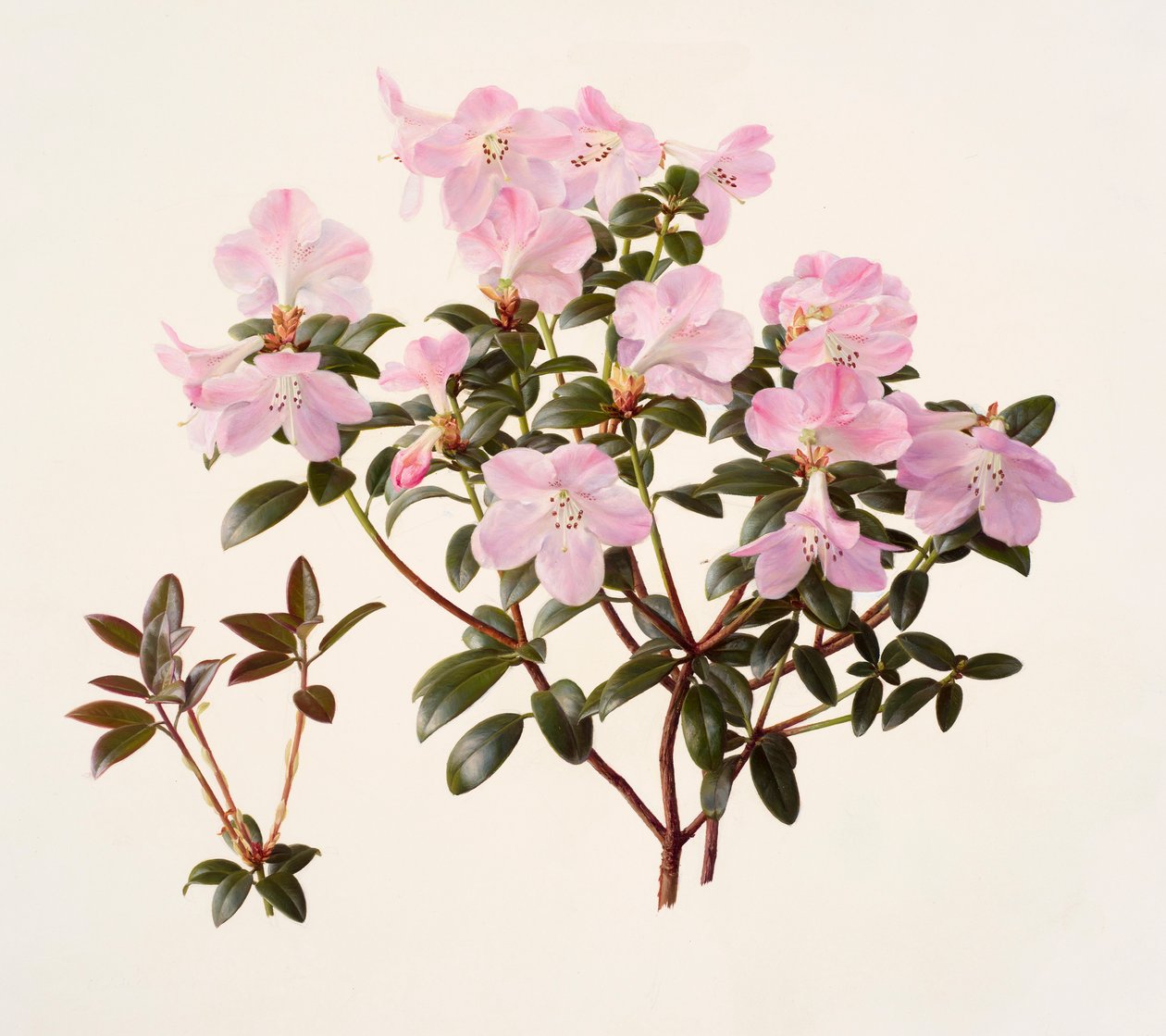 Rhododendron moupinense à fleurs roses (huile sur papier) - Raymond Booth