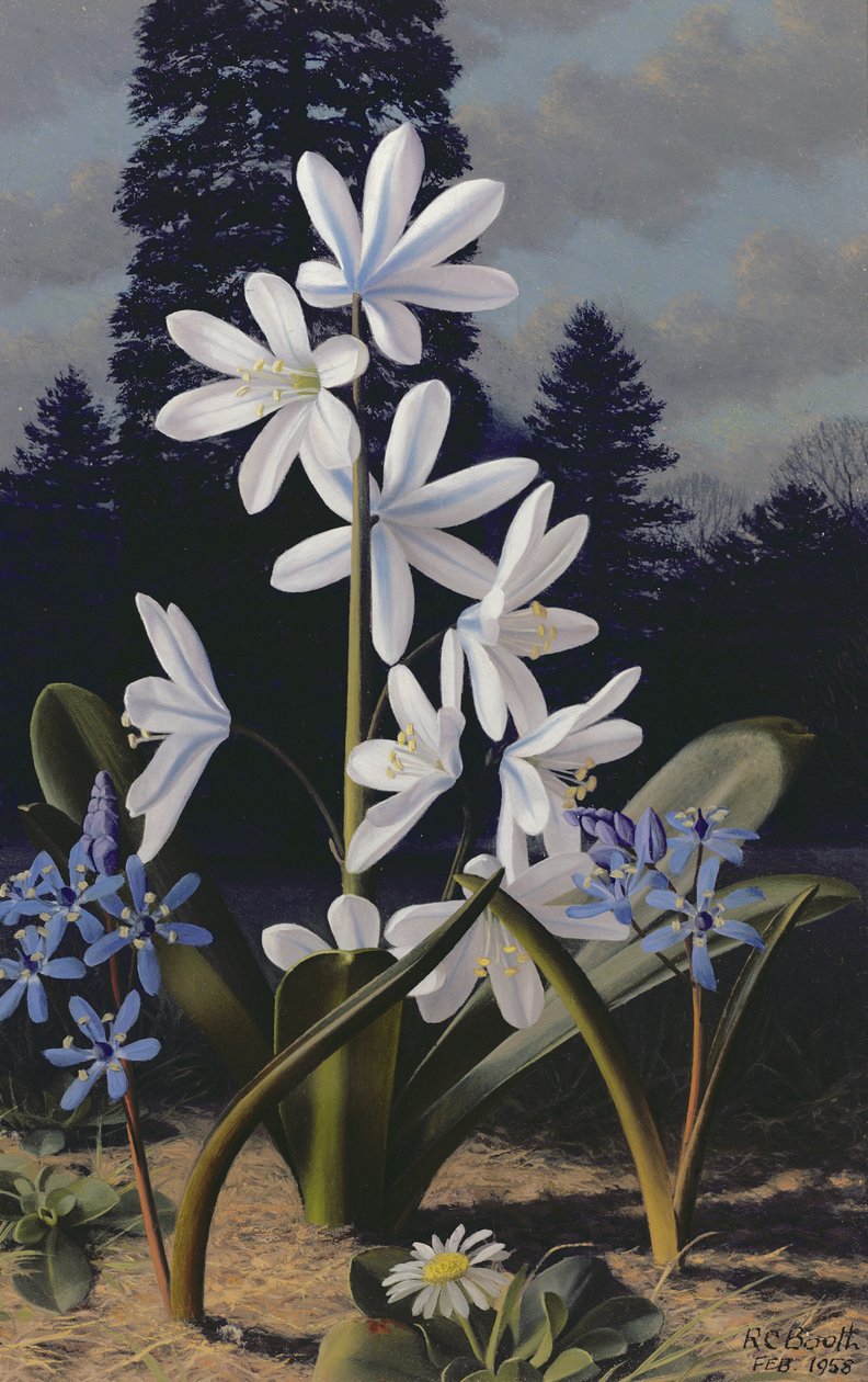 Scillas (huile sur panneau) - Raymond Booth