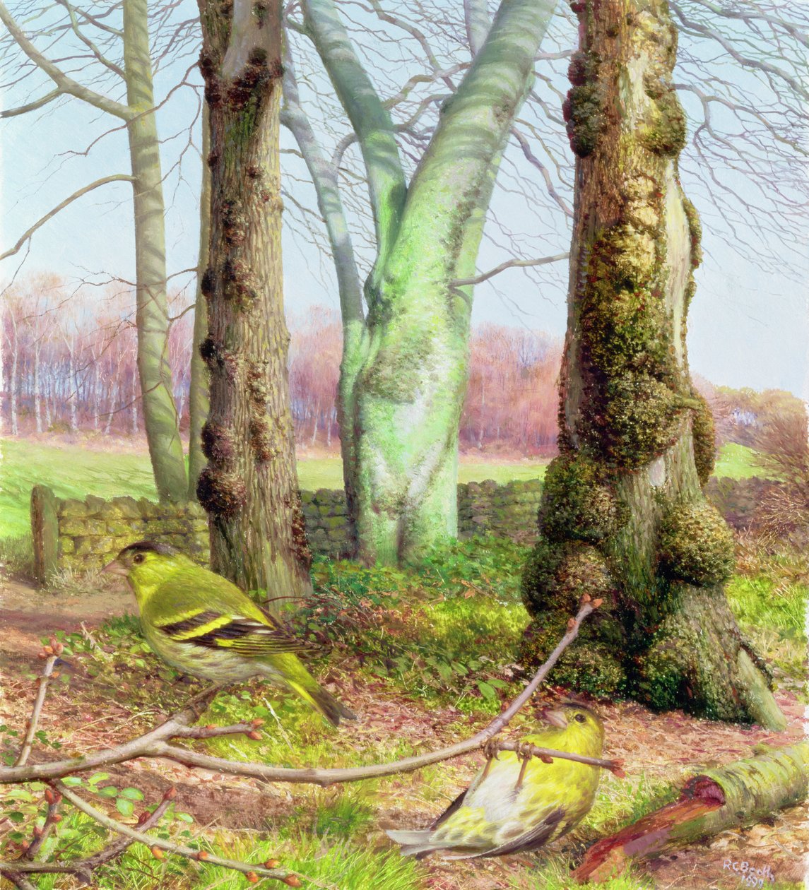 Siskins un matin de mars - Raymond Booth