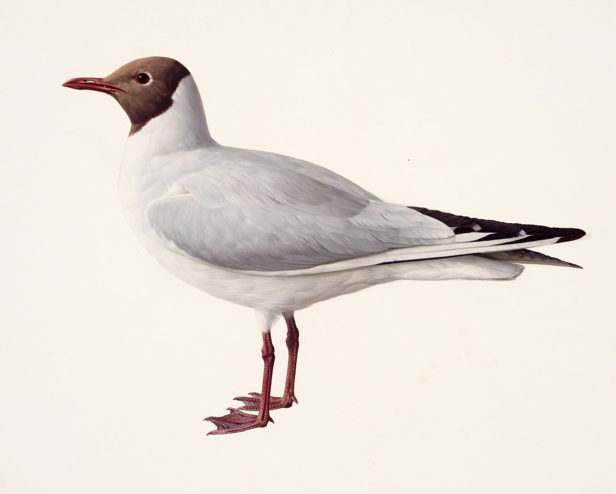 Étude d