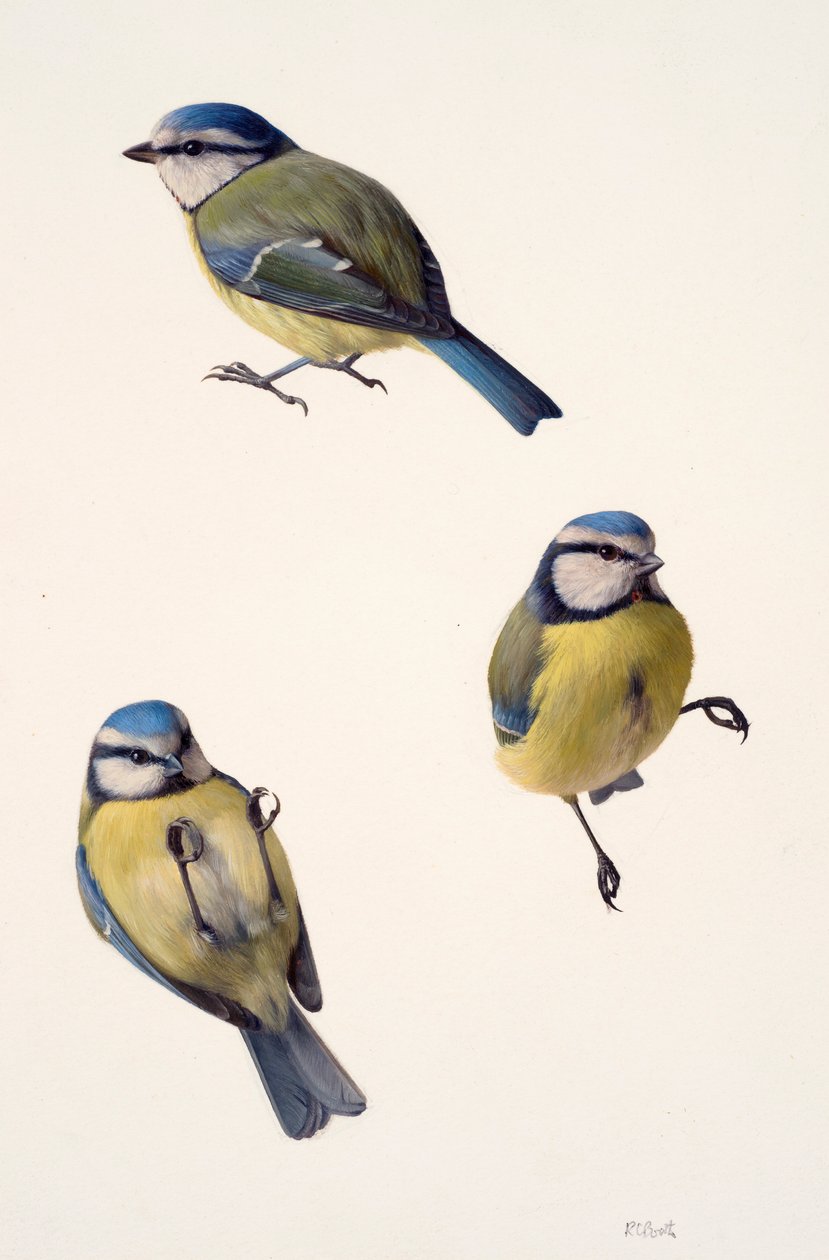 Trois études d