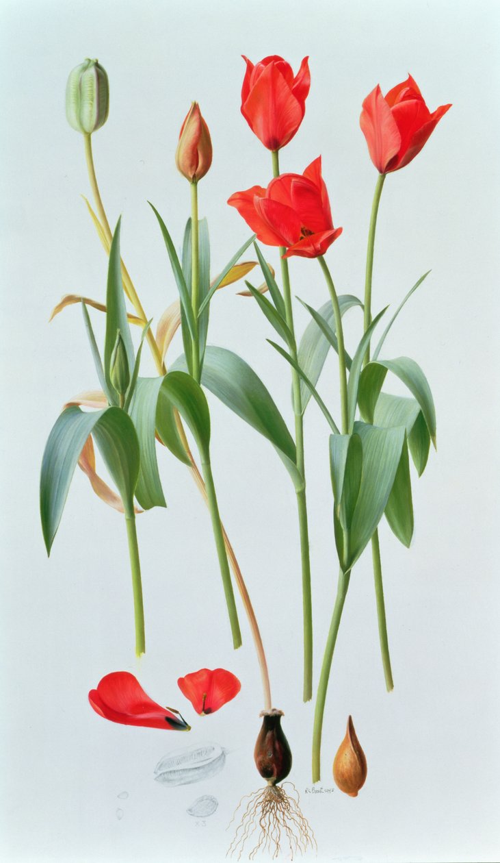 Tulipa amabilis - Raymond Booth