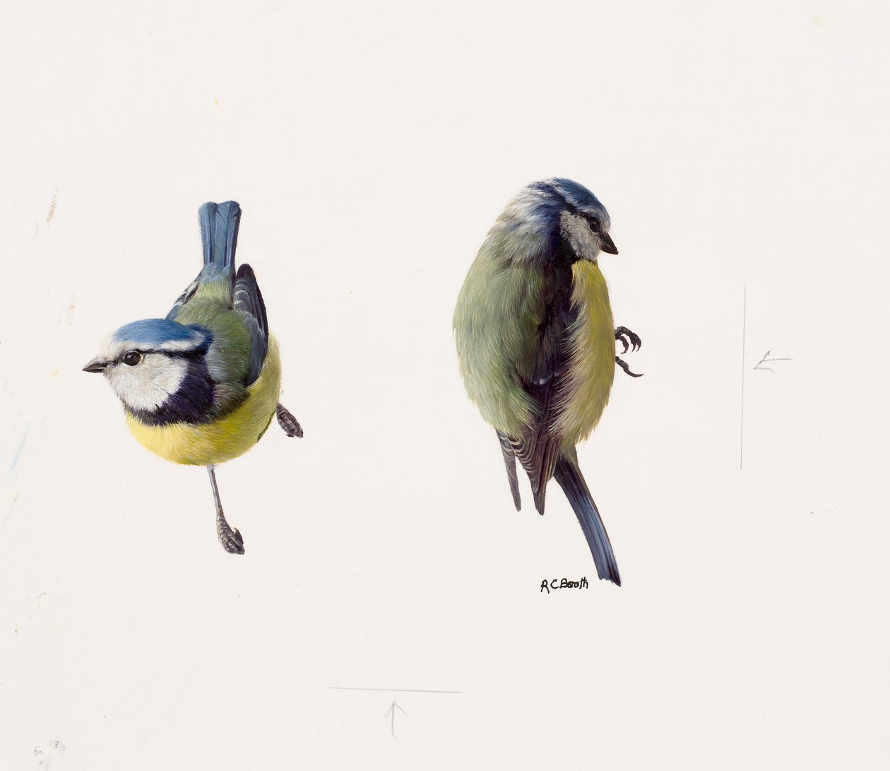 Deux études d