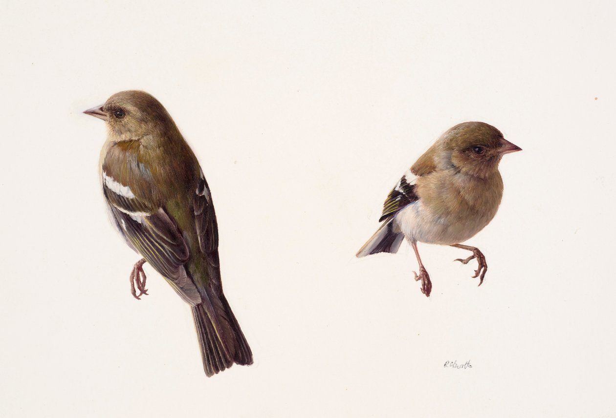 Deux études d