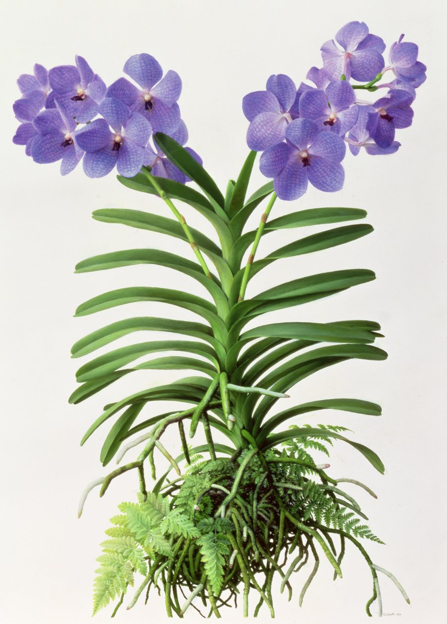 Vanda Rothschildiana - Raymond Booth