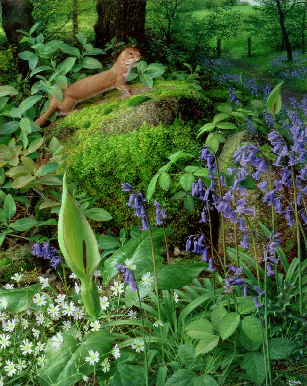 Fouine avec fleurs de printemps - Raymond Booth
