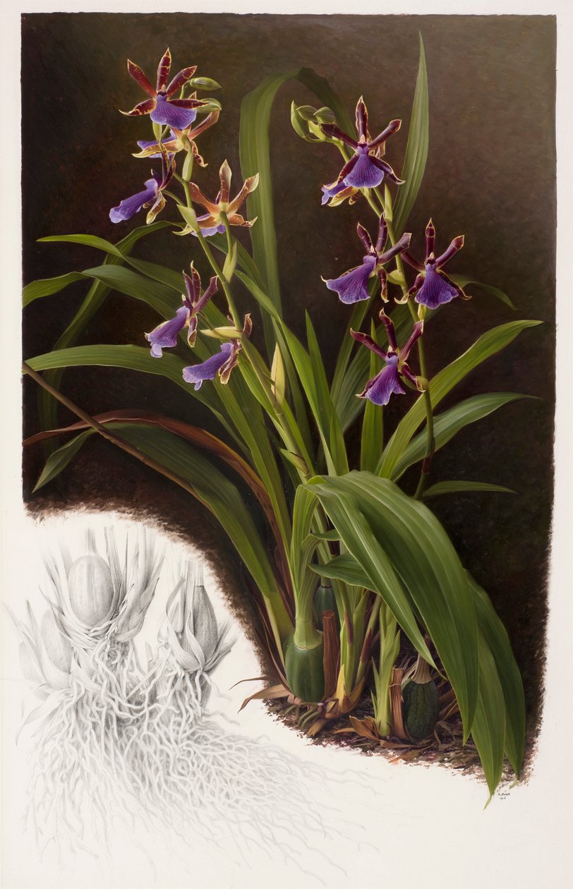 Zygopetalum hybride - Raymond Booth