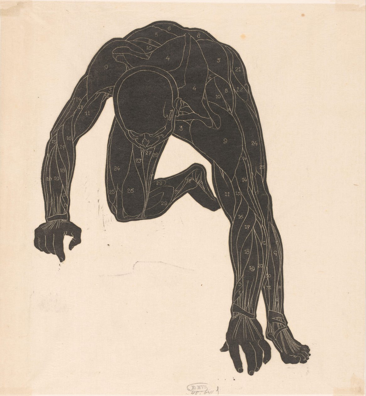 Étude anatomique des muscles du cou, des bras et des jambes d