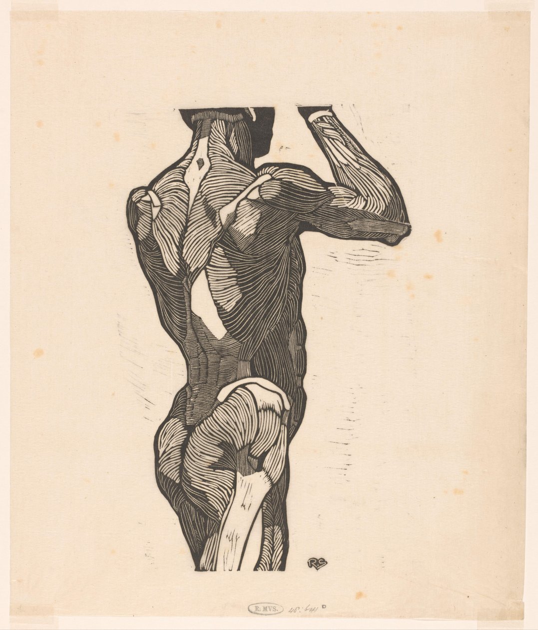 Étude anatomique des muscles du dos et des fesses d