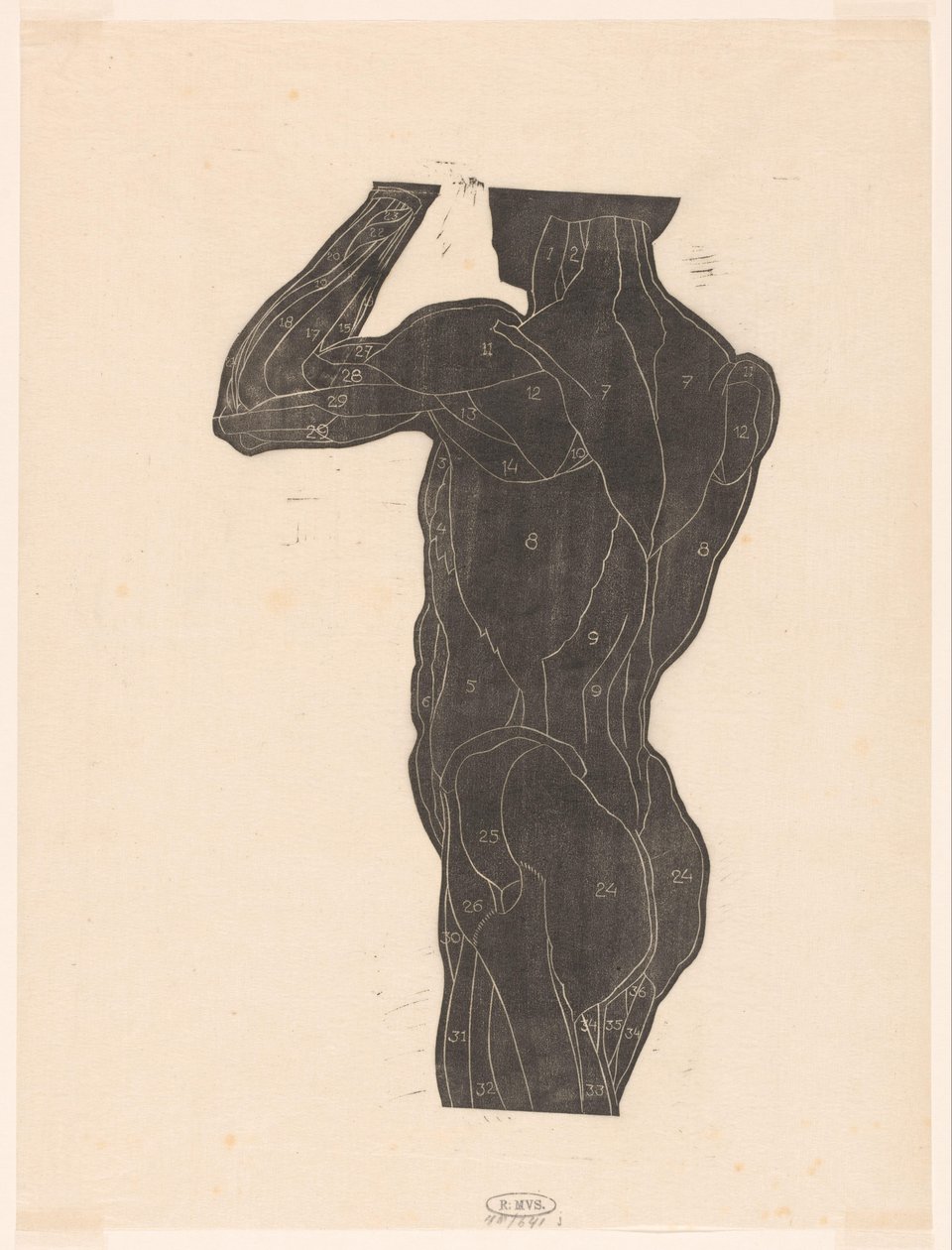 Étude anatomique des muscles du dos et des fesses d