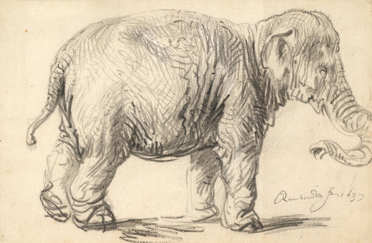 Un éléphant - Rembrandt van Rijn