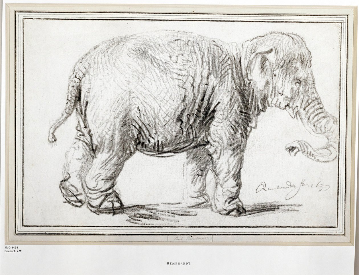 Éléphant. Craie noire (craie noire) - Rembrandt Harmensz. van Rijn