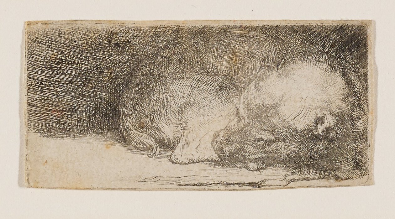Chiot endormi - Rembrandt van Rijn