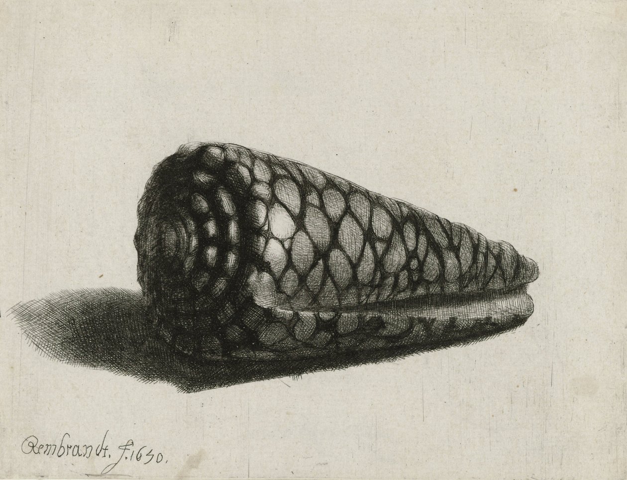 Le coquillage (Conus marmoreus), 1650 - Rembrandt van Rijn