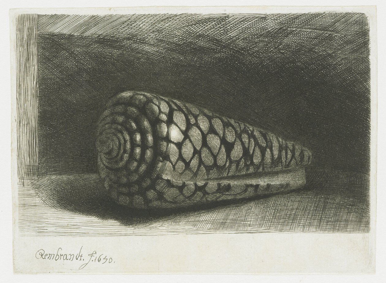La coquille - Rembrandt van Rijn