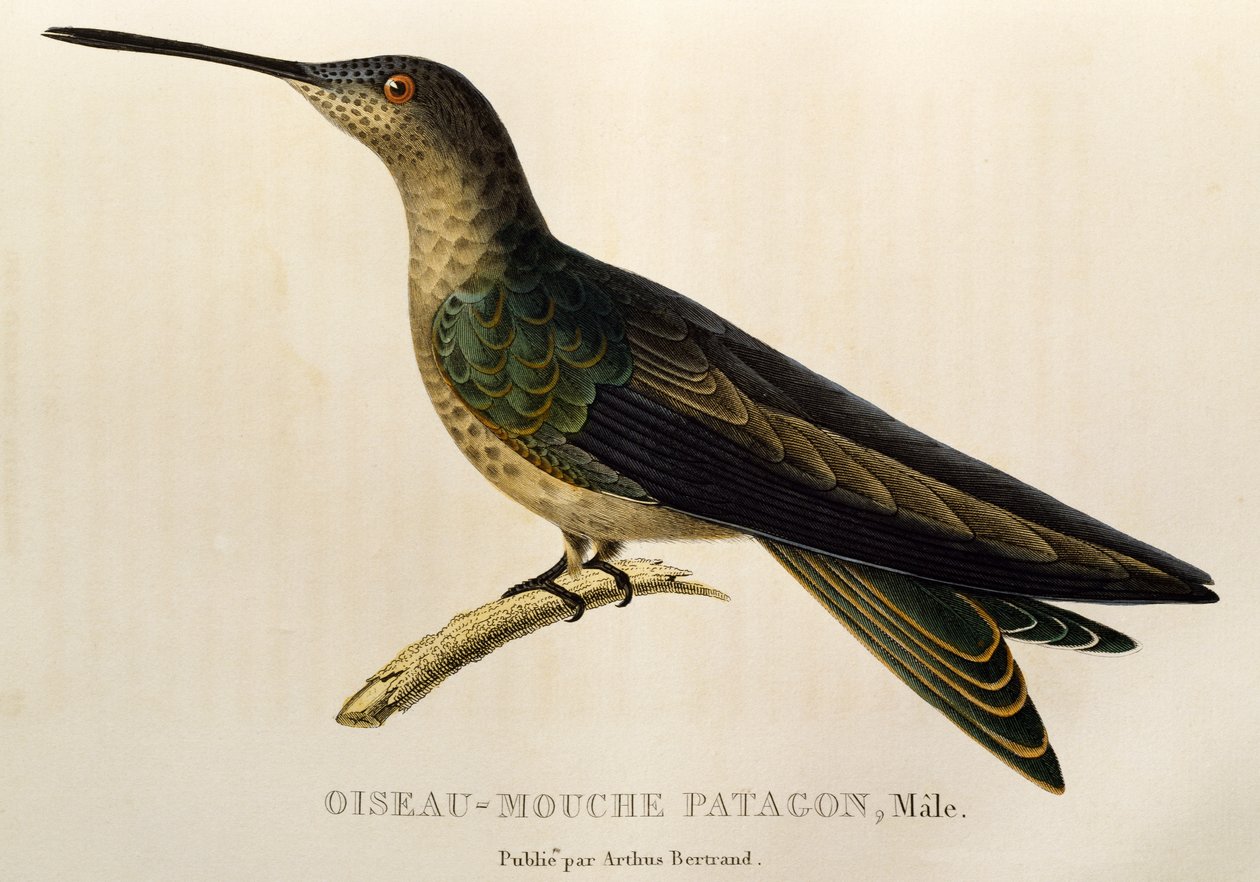 Colibri géant (Patagona gigas), gravure de Les trochilidees ou les colibris et les oiseaux-mouches - René Primevère Lesson