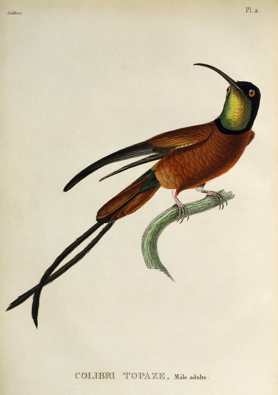 Topaze écarlate (Topaza pella), gravure de Les trochilidees ou les colibris et les oiseaux-mouches - René Primevère Lesson