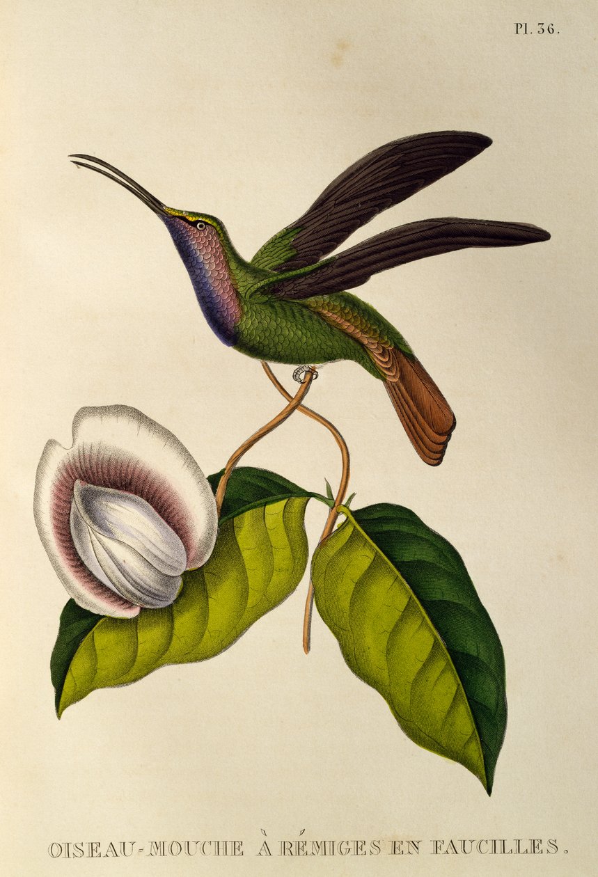 Lazuline Sabrewing (Campylopterus falcatus), gravure de Les trochilidees ou les colibris et les oiseaux-mouches - René Primevère Lesson