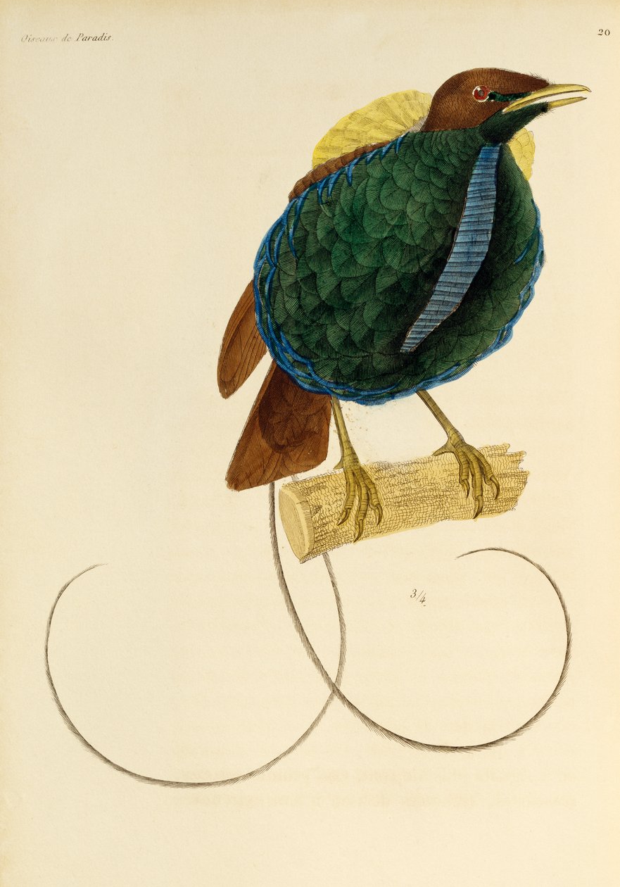 Mâle du Magnifique Oiseau de paradis (Cicinnurus magnificus), gravure de Histoire naturelle des oiseaux de paradis et des épimagues - René Primevère Lesson