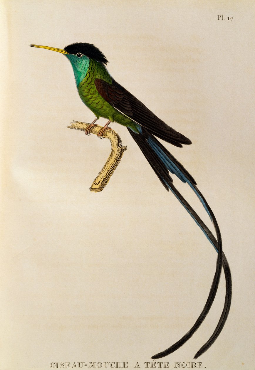 Colibri à queue en forme de streamer (Trochilus polytmus), gravure de Les trochilidées ou les colibris et les oiseaux-mouches - René Primevère Lesson
