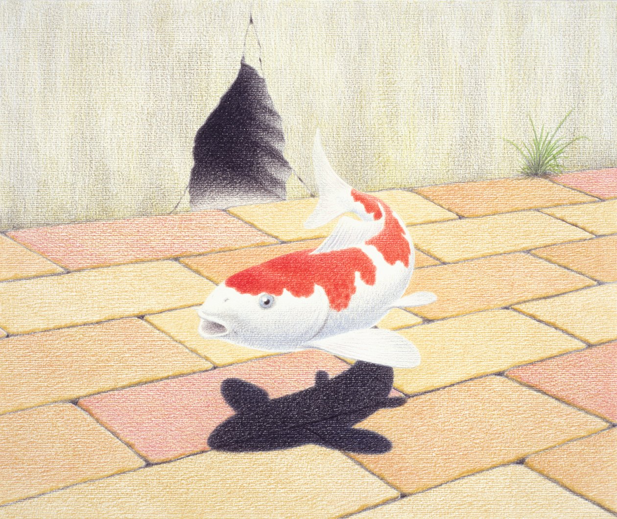 Koi - Rene Boin