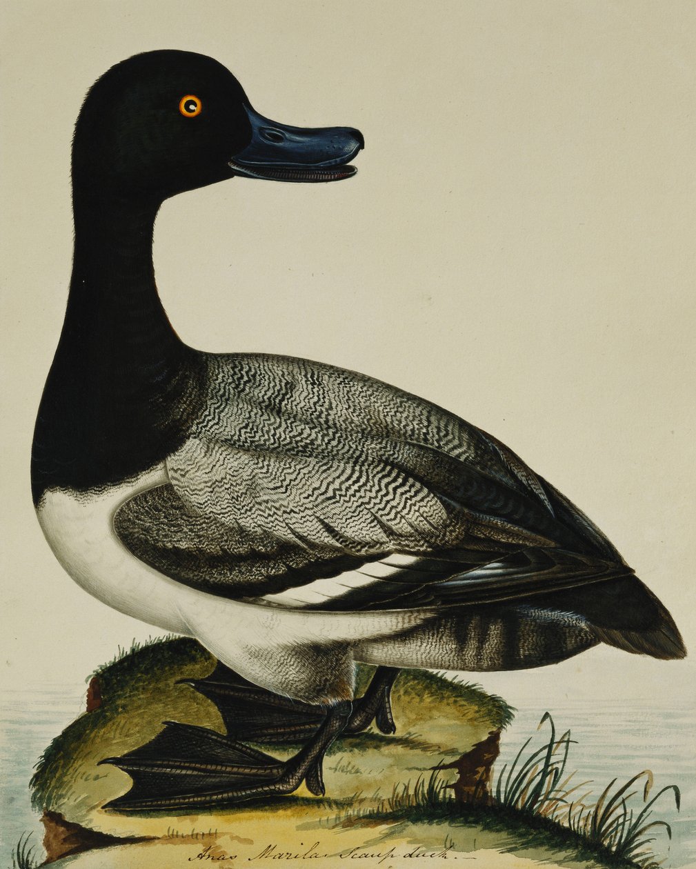 Canard Milouin - Rev. C. Atkinson