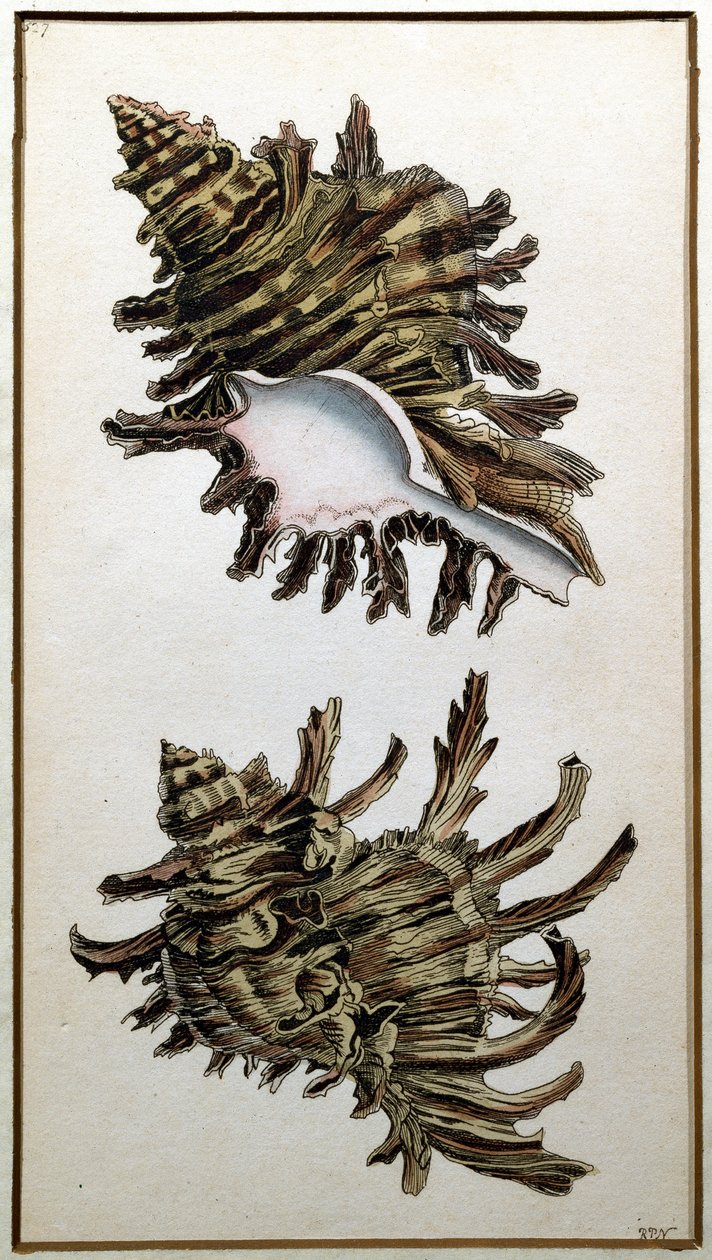 Coquille de conque, publié par Shaw, c.1790-1820 - Richard Polydore Nodder