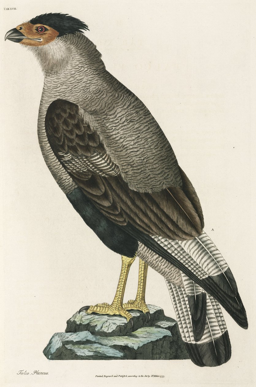 Caracara huppé - John Pardon