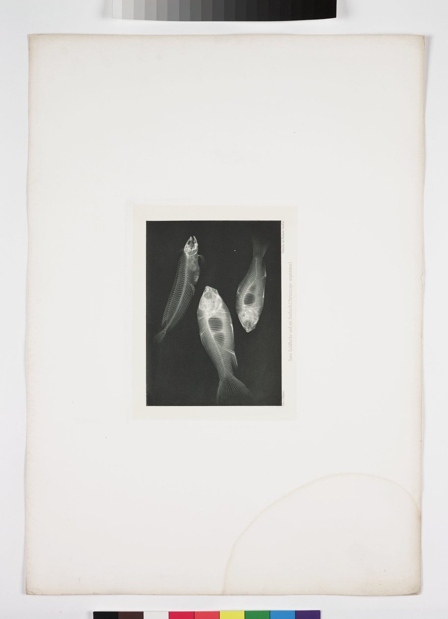 Radiologie diagnostique, radiographies Radiographie de poisson - John Pardon