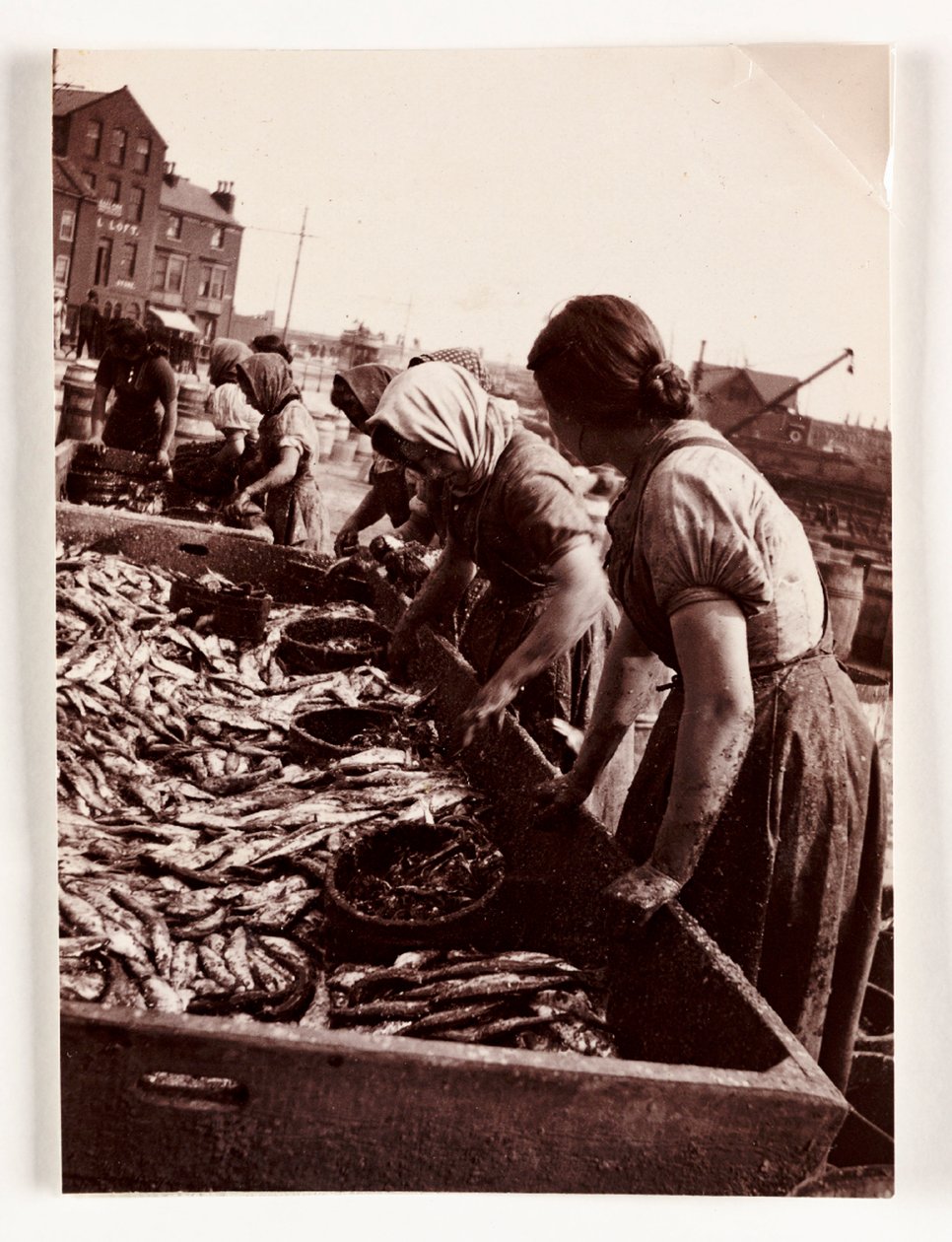 Pêche, femmes pêcheuses triant le poisson, port de Whitby, North Yorkshire, vers 1905 - John Pardon