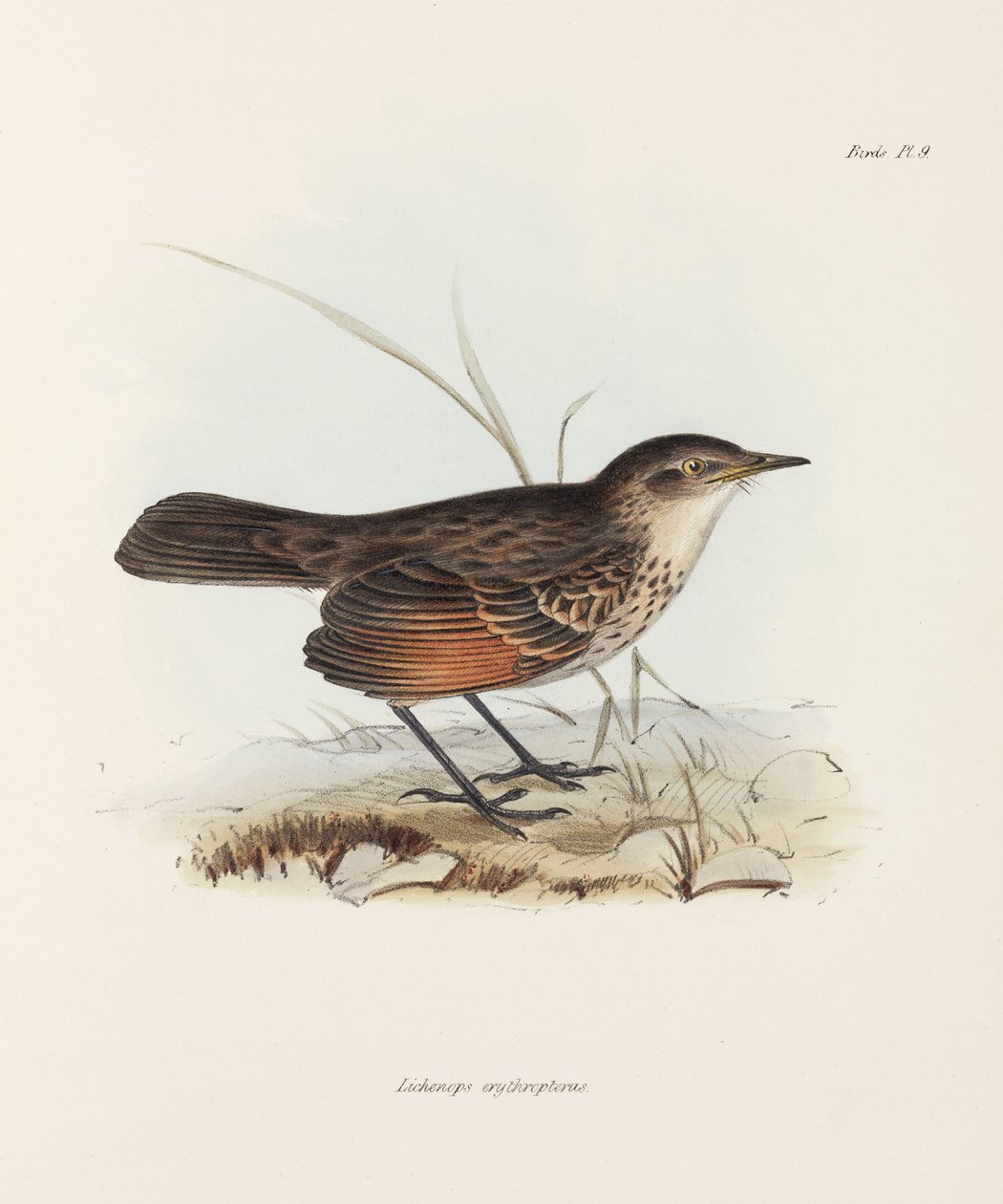 Gobemouche, vers 1832-1836 - John Pardon