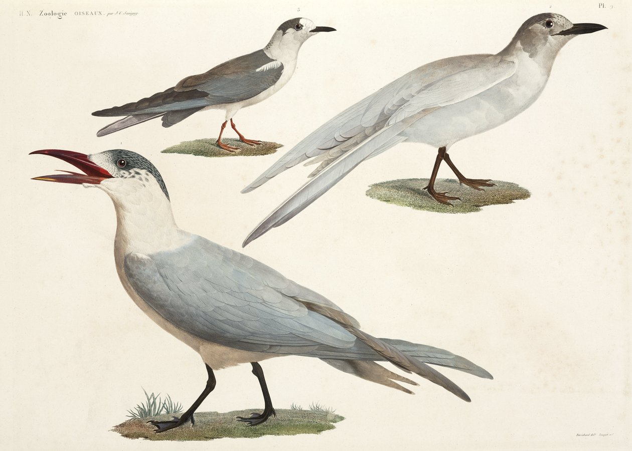 Sternes et mouettes, Égypte - John Pardon